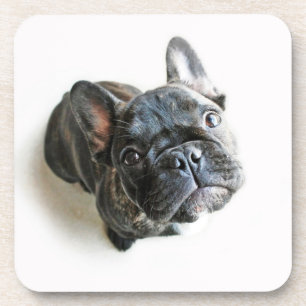 Kutest Baby Animals   Franse Bulldog Up Bier Onderzetter