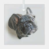 Kutest Baby Animals | Franse Bulldog Up Glas Ornament (Voorkant)