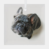 Kutest Baby Animals | Franse Bulldog Up Glas Ornament (Achterkant)