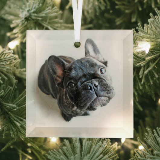 Kutest Baby Animals | Franse Bulldog Up Glas Ornament (Insitu)