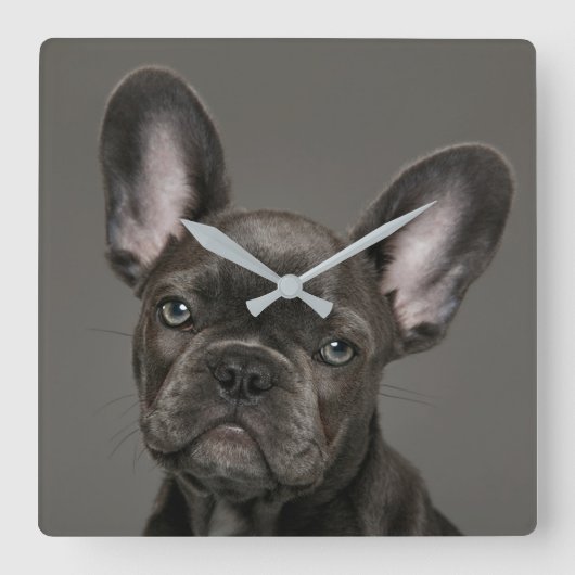 Kutest Baby Animals | Franse Bulldog Vierkante Klok (Voorkant)
