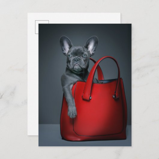 Kutest Baby Animals | Franse hond in handtas Briefkaart (Voorkant / Achterkant)