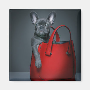 Kutest Baby Animals Franse hond in handtas Magneet