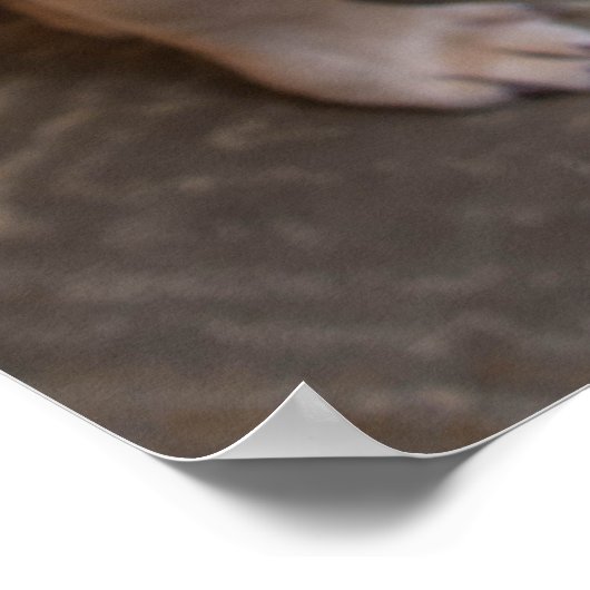 Kutest Baby Animals | Franse kerstfeestdag Poster (Hoek)