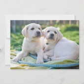 Kutest Baby Animals | Gele labrador Retrievers Bedankkaart (Voorkant)