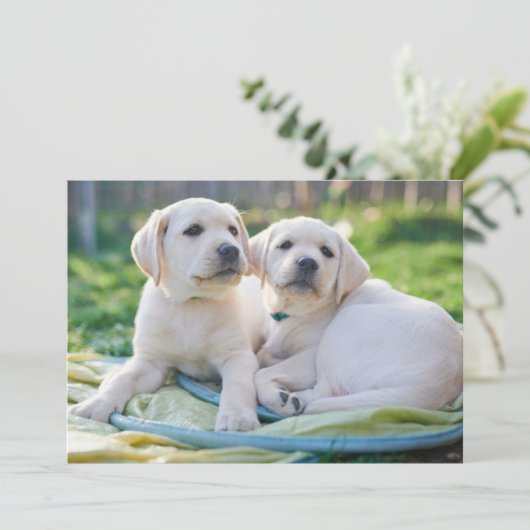 Kutest Baby Animals | Gele labrador Retrievers Bedankkaart (Staand voorkant)