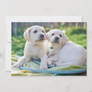 Kutest Baby Animals   Gele labrador Retrievers Bedankkaart