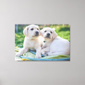 Kutest Baby Animals | Gele labrador Retrievers Canvas Afdruk (Voorkant)
