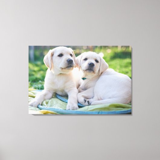 Kutest Baby Animals | Gele labrador Retrievers Canvas Afdruk (Voorkant)