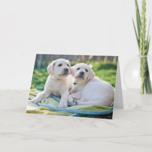 Kutest Baby Animals   Gele labrador Retrievers Kaart
