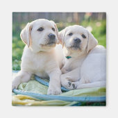 Kutest Baby Animals | Gele labrador Retrievers Magneet (Voorkant)