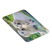 Kutest Baby Animals | Gele labrador Retrievers Magneet (Rechterzijde)