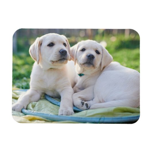 Kutest Baby Animals | Gele labrador Retrievers Magneet (Horizontaal)