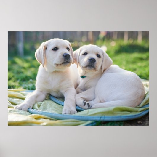 Kutest Baby Animals | Gele labrador Retrievers Poster (Voorkant)