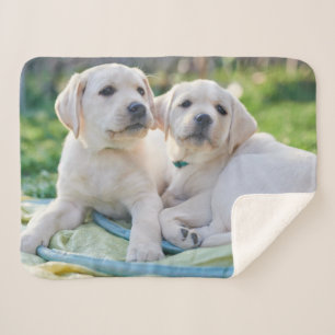 Kutest Baby Animals   Gele labrador Retrievers Sherpa Deken