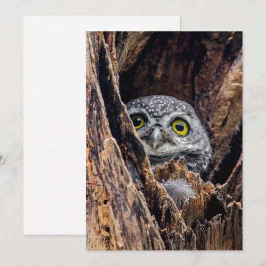 Kutest Baby Animals | Gepotte eigenaar Bedankkaart (Voorkant / Achterkant)