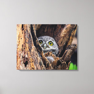 Kutest Baby Animals   Gepotte eigenaar Canvas Afdruk