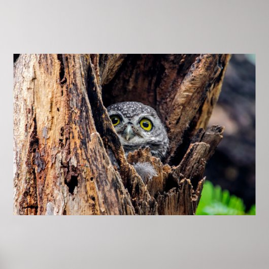 Kutest Baby Animals | Gepotte eigenaar Poster (Voorkant)