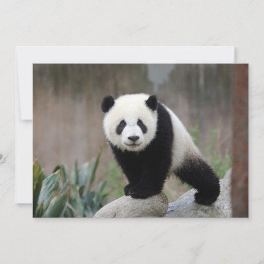 Kutest Baby Animals | Giant Panda Baby Bedankkaart (Voorkant)