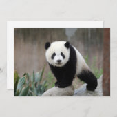 Kutest Baby Animals | Giant Panda Baby Bedankkaart (Voorkant / Achterkant)