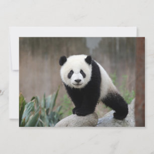 Kutest Baby Animals   Giant Panda Baby Bedankkaart