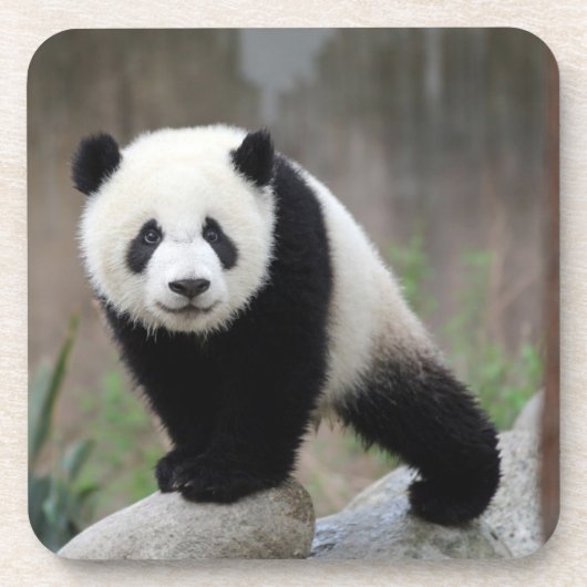 Kutest Baby Animals | Giant Panda Baby Bier Onderzetter (Voorkant)