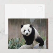 Kutest Baby Animals | Giant Panda Baby Briefkaart (Voorkant / Achterkant)