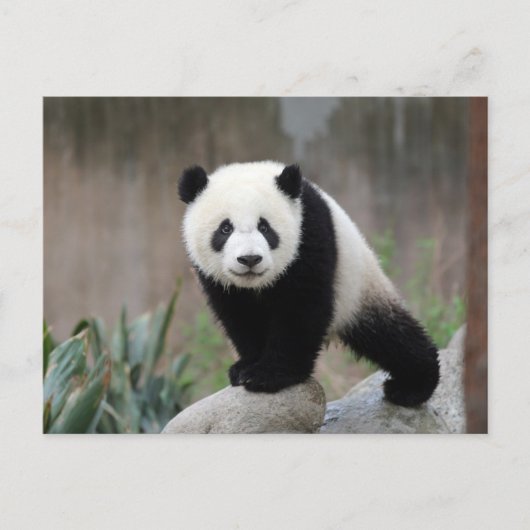 Kutest Baby Animals | Giant Panda Baby Briefkaart (Voorkant)