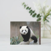 Kutest Baby Animals | Giant Panda Baby Briefkaart (Staand voorkant)