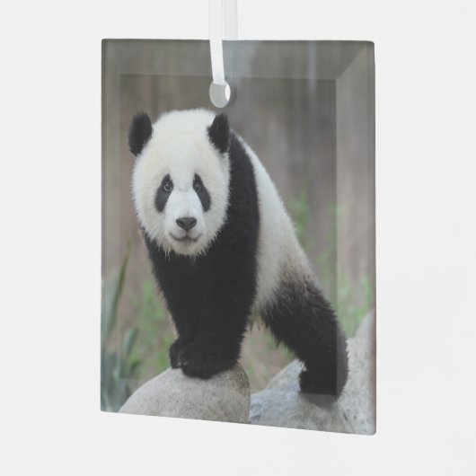 Kutest Baby Animals | Giant Panda Baby Glas Ornament (Voorkant links)
