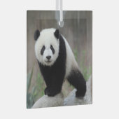 Kutest Baby Animals | Giant Panda Baby Glas Ornament (Voorkant Rechts)