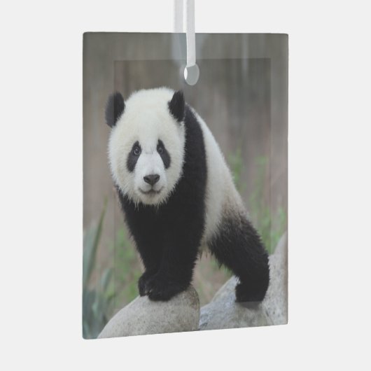 Kutest Baby Animals | Giant Panda Baby Glas Ornament (Voorkant Rechts)