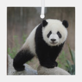 Kutest Baby Animals | Giant Panda Baby Glas Ornament (Achterkant)