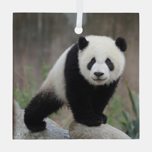 Kutest Baby Animals | Giant Panda Baby Glas Ornament (Achterkant)