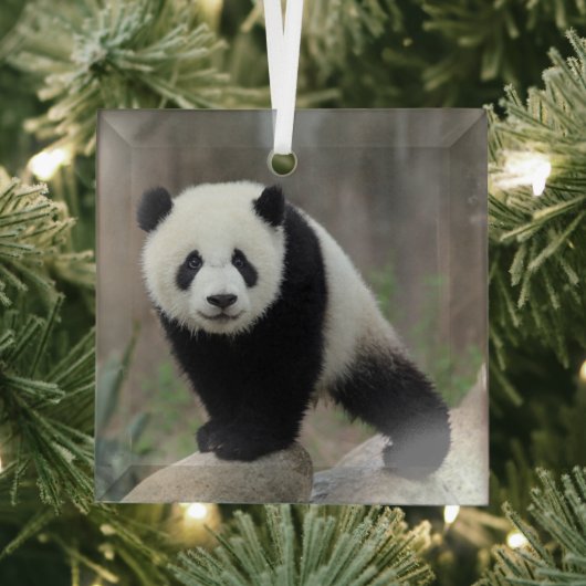 Kutest Baby Animals | Giant Panda Baby Glas Ornament (Insitu)