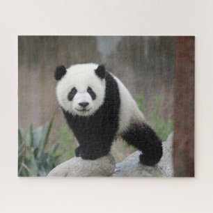 Kutest Baby Animals Giant Panda Baby Legpuzzel
