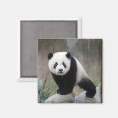 Kutest Baby Animals | Giant Panda Baby Magneet (Voorkant / Achterkant)