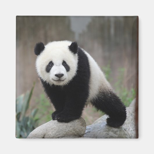 Kutest Baby Animals | Giant Panda Baby Magneet (Voorkant)