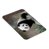 Kutest Baby Animals | Giant Panda Baby Magneet (Rechterzijde)