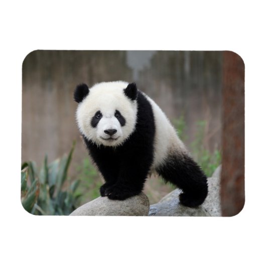 Kutest Baby Animals | Giant Panda Baby Magneet (Horizontaal)