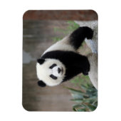Kutest Baby Animals | Giant Panda Baby Magneet (Verticaal)