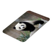 Kutest Baby Animals | Giant Panda Baby Magneet (Linkerzijde)