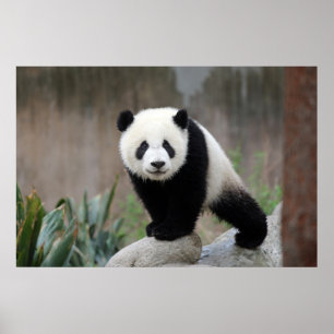 Kutest Baby Animals Giant Panda Baby Poster