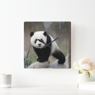 Kutest Baby Animals   Giant Panda Baby Vierkante Klok