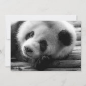 Kutest Baby Animals | Giant Panda Beer Cub Bedankkaart (Voorkant)