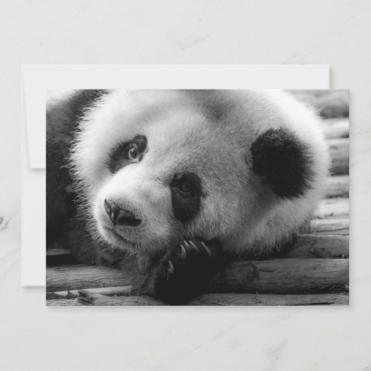 Kutest Baby Animals | Giant Panda Beer Cub Bedankkaart (Voorkant)