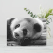 Kutest Baby Animals | Giant Panda Beer Cub Bedankkaart (Staand voorkant)