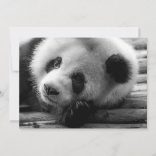 Kutest Baby Animals   Giant Panda Beer Cub Bedankkaart