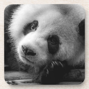 Kutest Baby Animals Giant Panda Beer Cub Bier Onderzetter