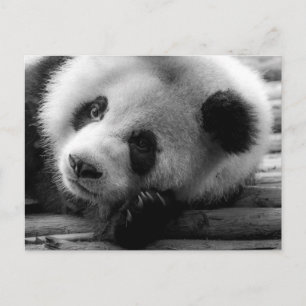 Kutest Baby Animals   Giant Panda Beer Cub Briefkaart
